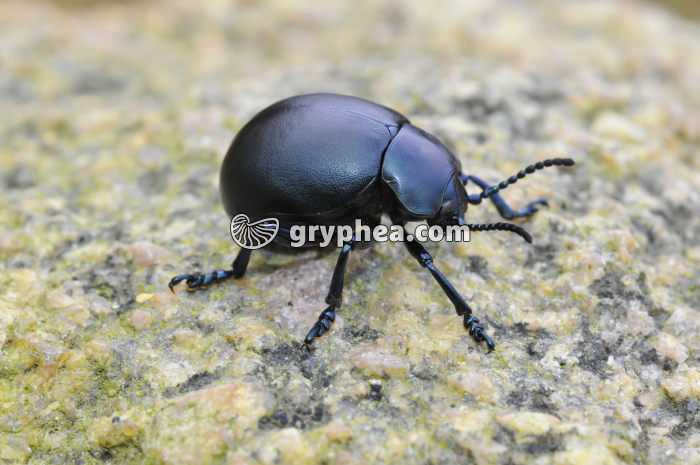 Timarcha tenebricosa (Chrysomelidé) - gryphea.com